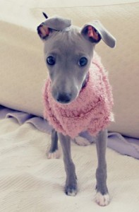 Dog Clothing