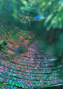 Spider silk for fabric