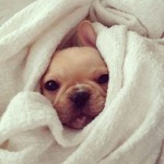 Dog towel