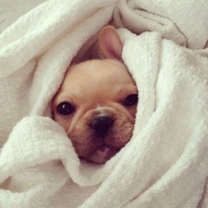 Dog in a towel coat