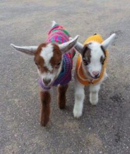 Goats in jumper petwear