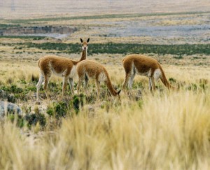 Most expensive fabric Vicuna fibre