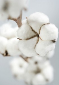 Cotton production