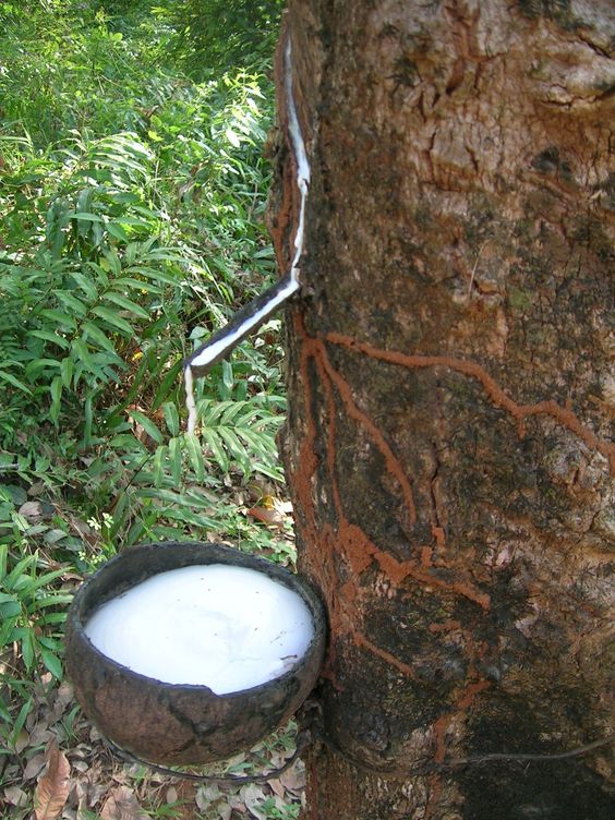 Collecting fluid from a rubber tree