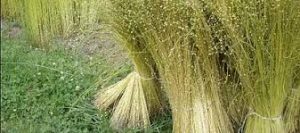 harvested flax