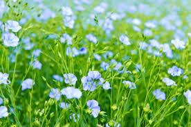 flax flowers