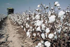 cotton plant harvest