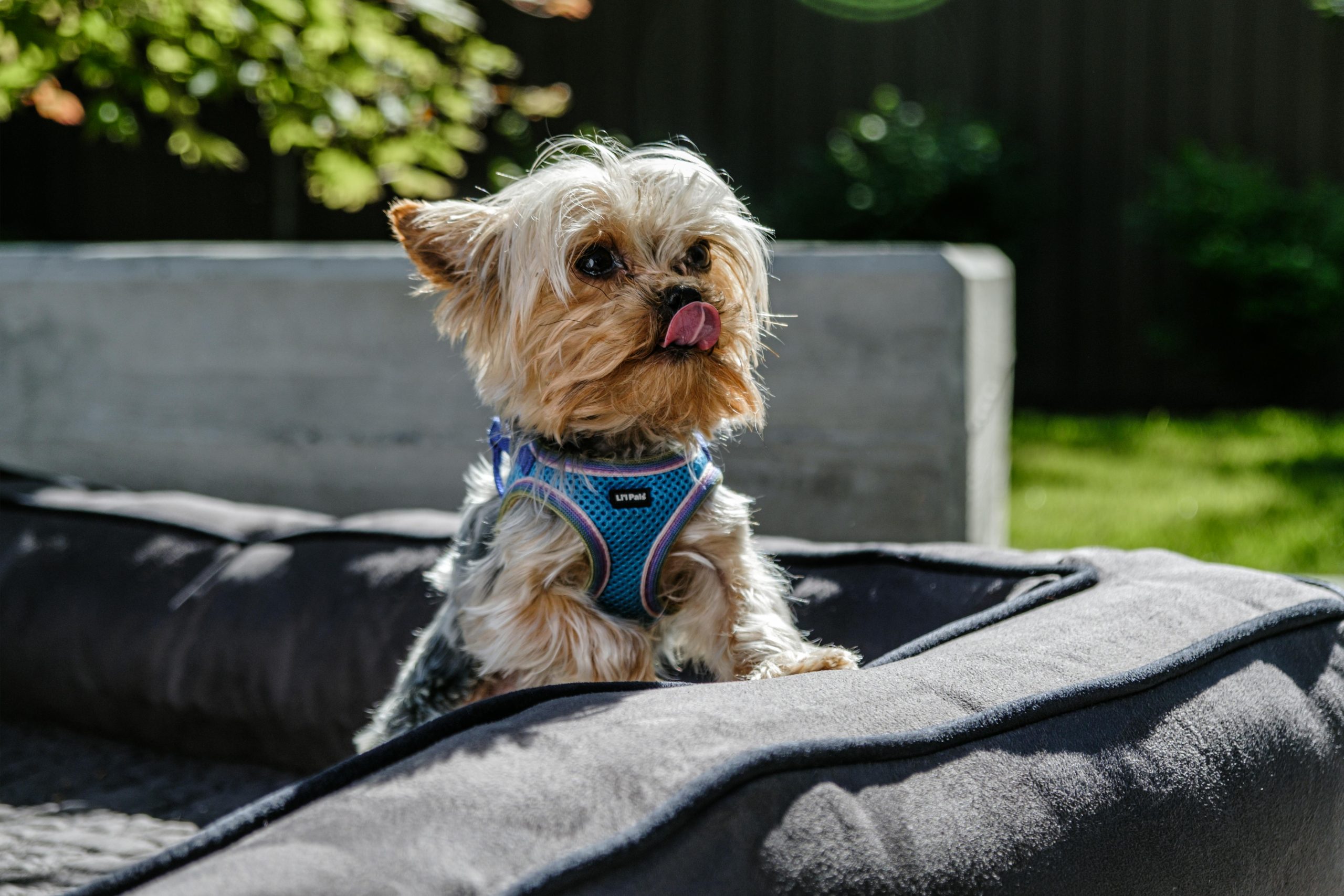 Dog fabric for bed and coats